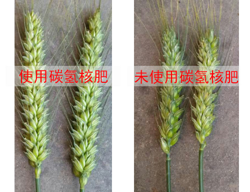 葉面肥廠家