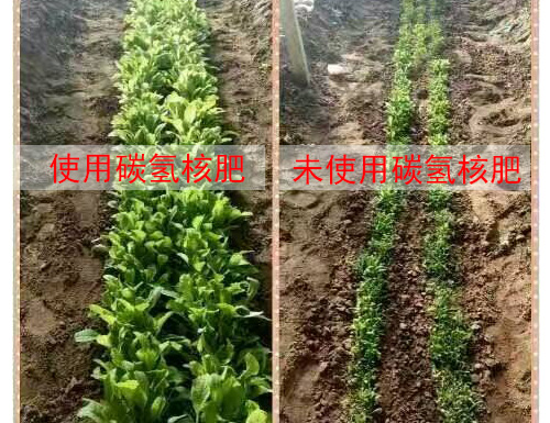 光碳核肥廠家